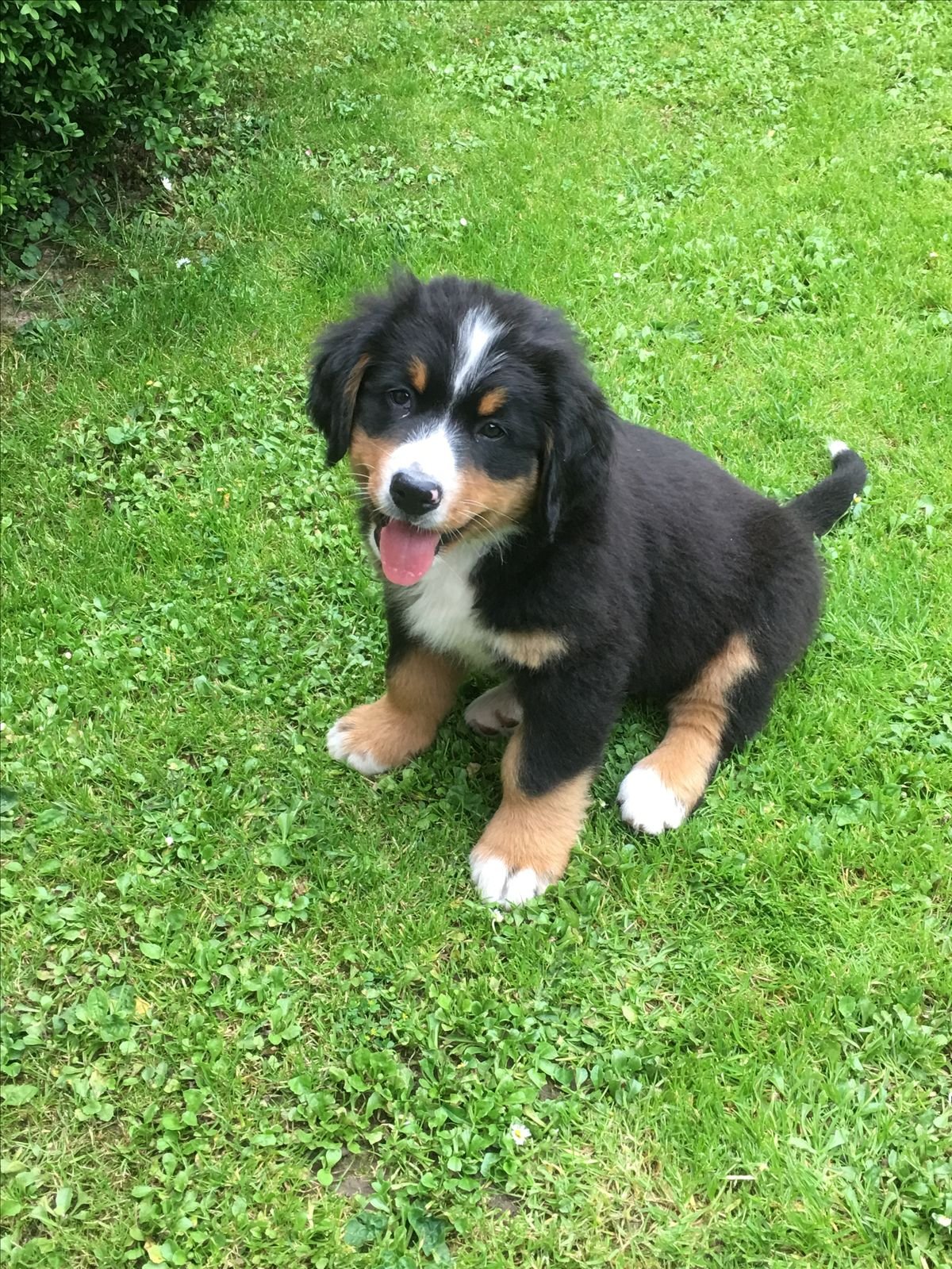 Cachorro Boyero de Berna en venta