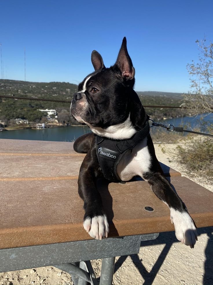 Raza Cachorros Boston Terrier