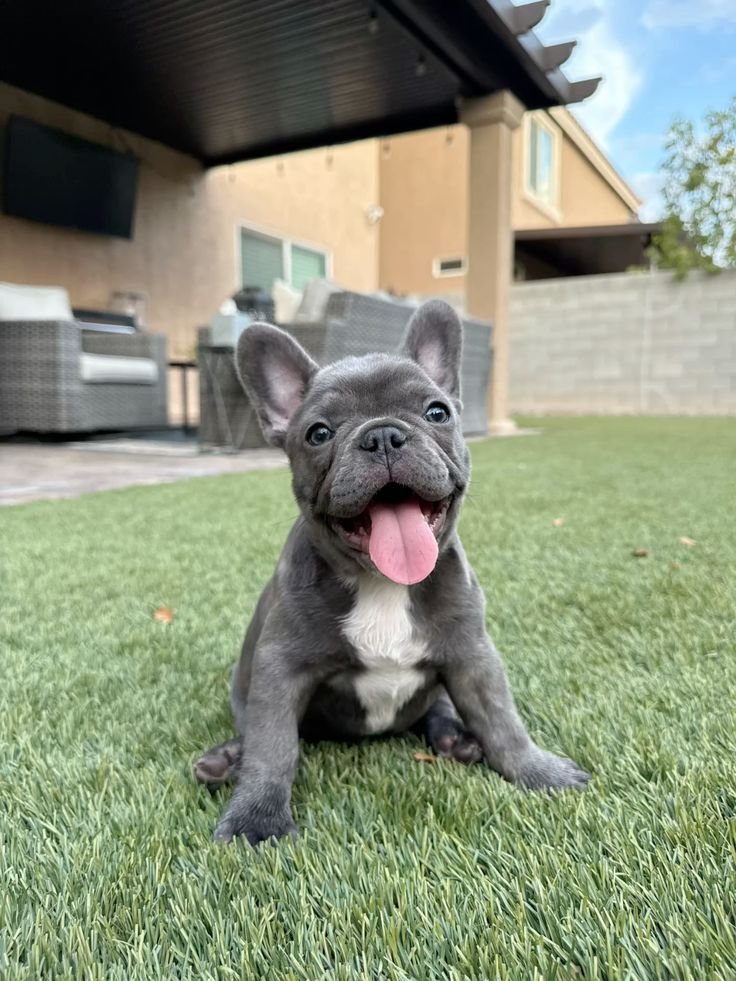 Cachorro Bulldog Francés de Roberto