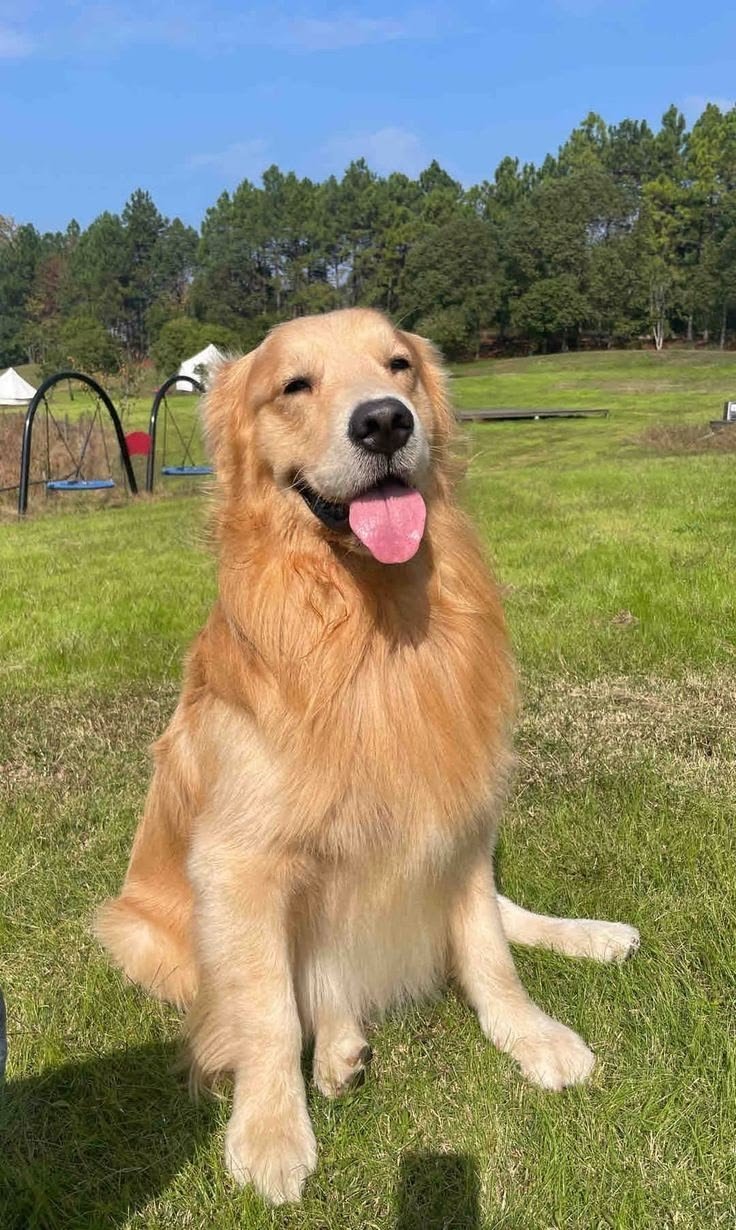 Cachorro Golden Retriever en venta