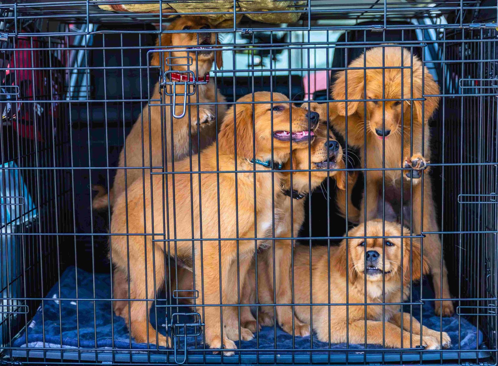 Cachorro en un transportín cómodo preparado para viajar