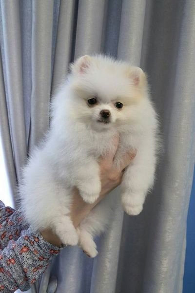 Raza Cachorros Pomeranian