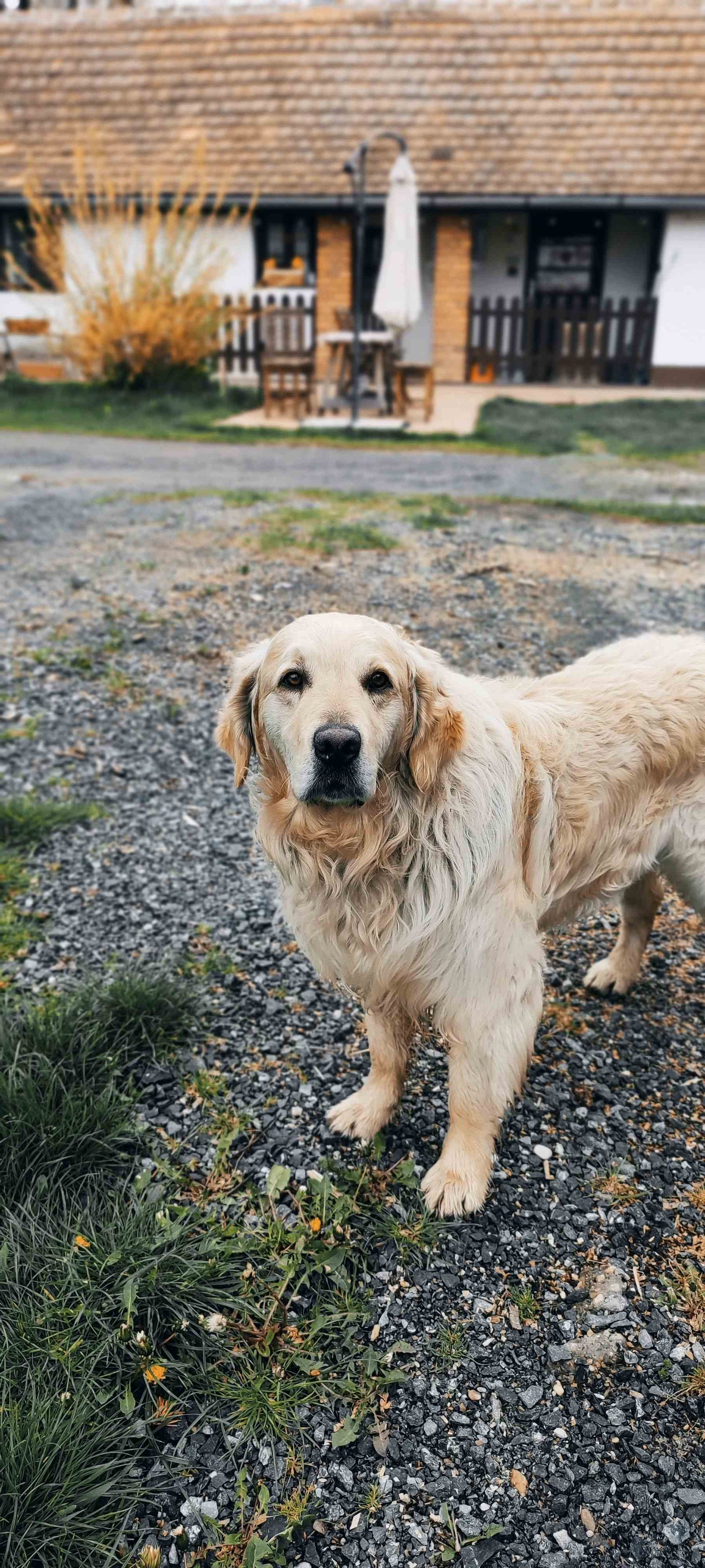 Cachorro Labrador de José C.