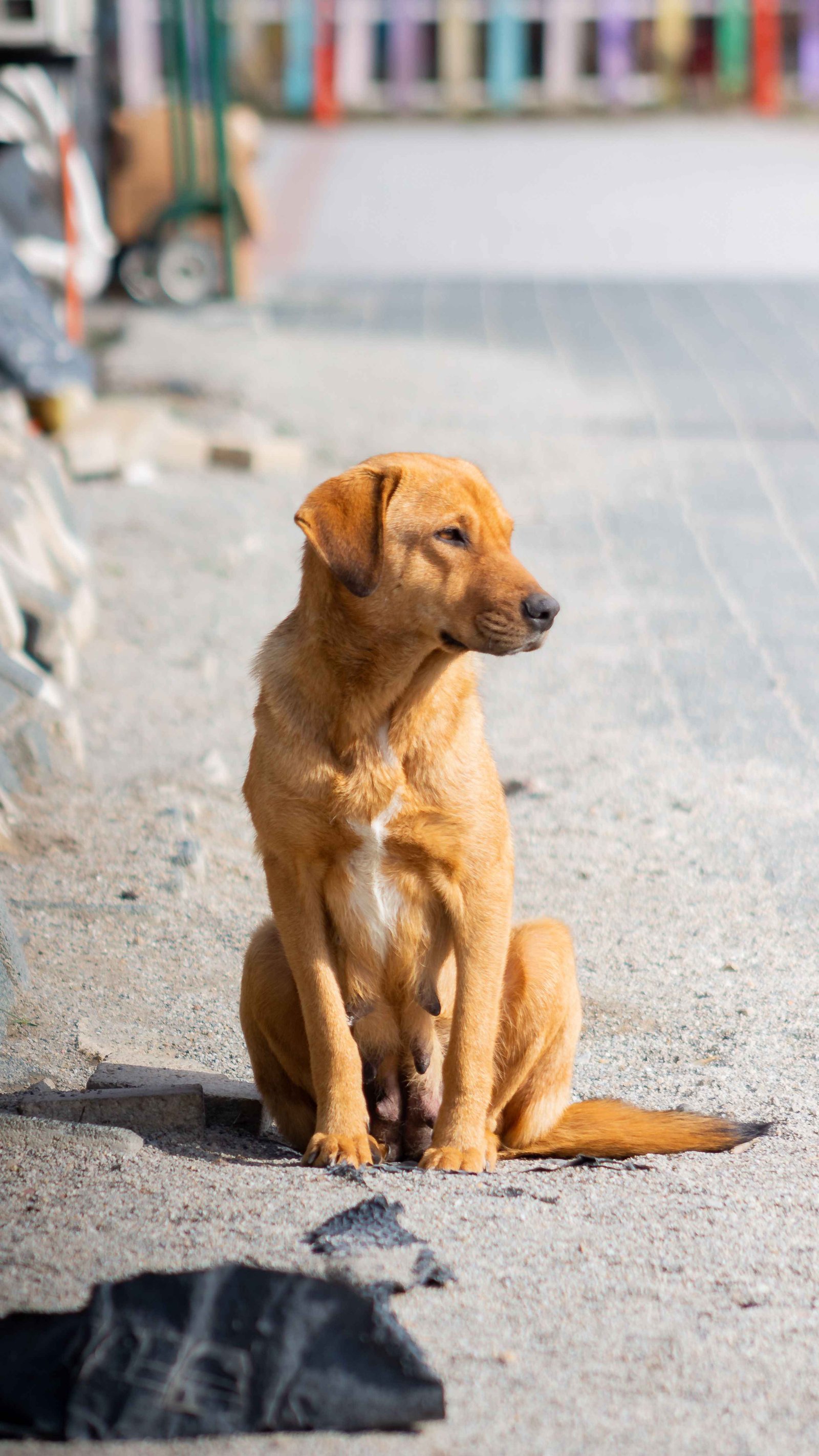 Cachorro Caniche de Isabel M., Barcelona