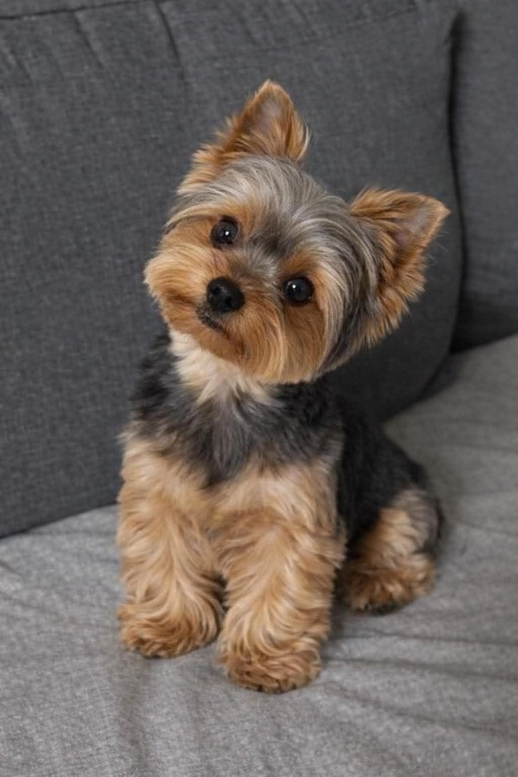 Cachorro Yorkie en venta