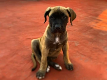 Cachorro Presa Canario llamado Hanse – Macho