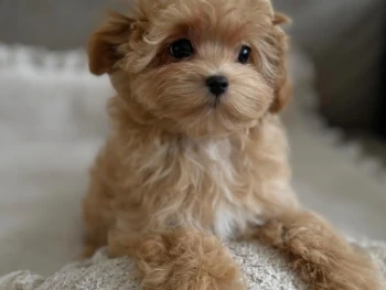 Cachorro Maltipoo llamado Gabi- Hembra