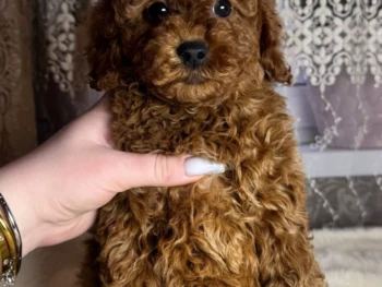 Cachorro Caniche llamado Ann- miniatura Hembra