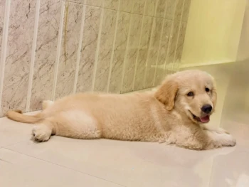 Cachorro Golden Retriever llamado Ash – Hembra