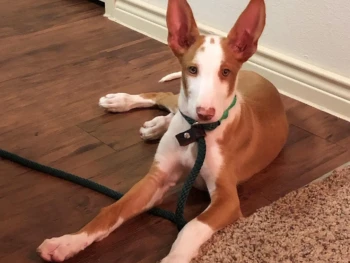 Cachorro Ibiza Hound llamado Austin- Macho