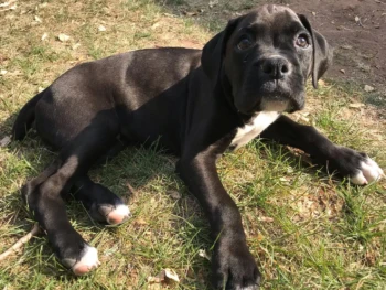 Cachorro Boxer llamado Bee – Macho