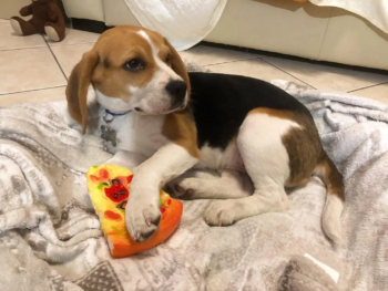 Cachorro Beagle llamado Loki – Macho