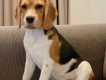 Cachorro Beagle llamado Nala – Hembra