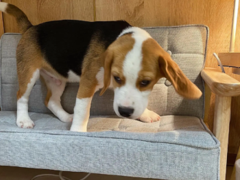 Cachorro Beagle llamado Calin – Hembra