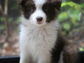 Cachorro Border Collie llamado Ted – Macho