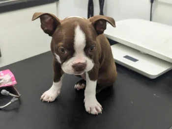 Cachorro Boston Terrier llamado Mabel – Hembra
