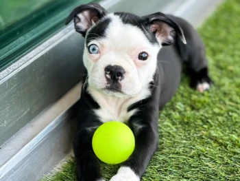 Cachorro Boston Terrier llamado Miba – Hembra