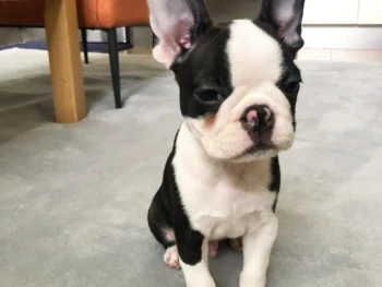 Cachorro Boston Terrier llamado Music – Macho