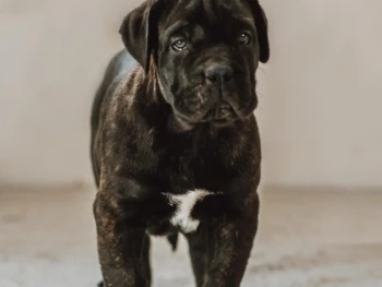 Cachorro Cane Corso llamado Otto – Macho
