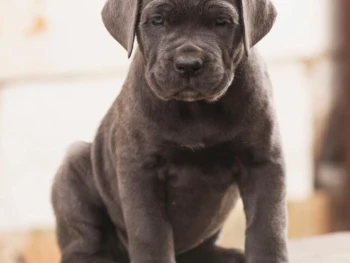 Cachorro Cane Corso llamado Nuza – Hembra