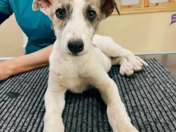 Cachorro Galgo Espanol llamado Capitan – Macho