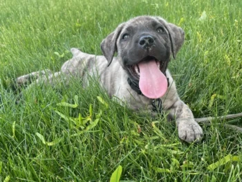 Cachorro Presa Canario llamado Chapo – Macho