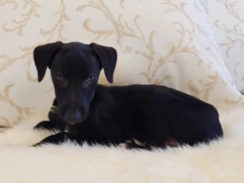 Cachorro Galgo Espanol llamado Audrey- Hembra