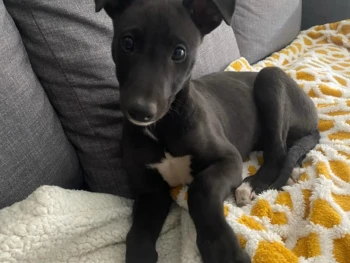 Cachorro Galgo Espanol llamado Elga – Macho
