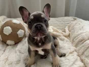 Cachorro Bulldog Frances llamado Jack – Macho