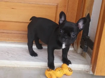 Cachorro Bulldog Frances llamado Malouth – Hembra