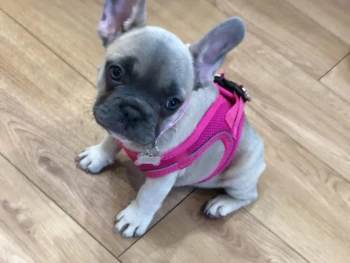 Cachorro Bulldog Frances llamado Baby – Hembra