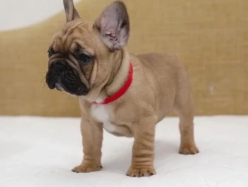Cachorro Bulldog Frances llamado Kayla – Hembra