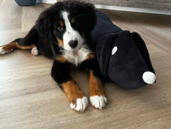 Cachorro Boyero De Berna llamado Irene – Hembra