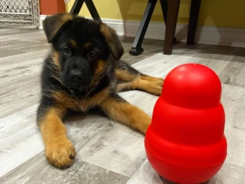 Cachorro Pastor Aleman llamado Austin – Macho