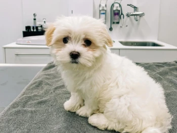 Cachorro Maltese llamado Kira- Hembra