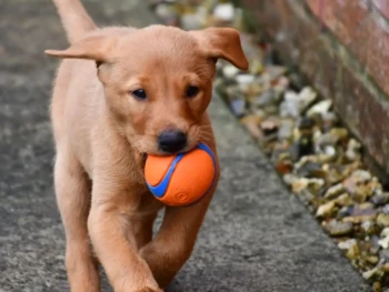 Cachorro Labrador llamado Dex – Macho