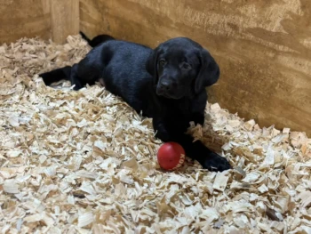 Cachorro Labrador llamado Juanna – Hembra