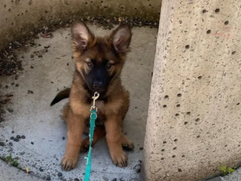 Cachorro Pastor Aleman llamado Nala – Hembra