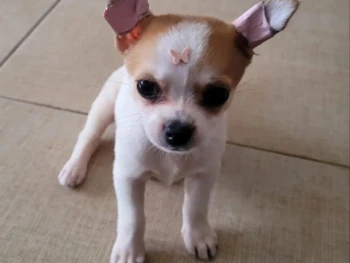 Cachorro Chihuahua llamado Lenna – Hembra
