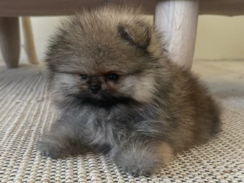 Cachorro Pomerania llamado Bella – Hembra