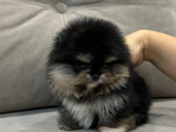 Cachorro Pomerania llamado Erik – Macho