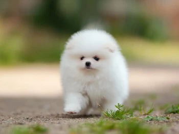 Cachorro Pomerania llamado Edith – Hembra