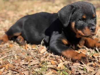 Cachorro Rottweiler llamado Jessica – Hembra