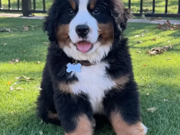 Cachorro Boyero De Berna llamado Teddy – Macho