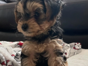 Cachorro Yorkie llamado waggin- Macho