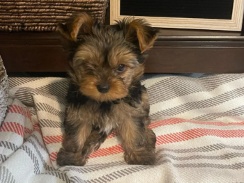 Cachorro Yorkie llamado Wendy- Hembra