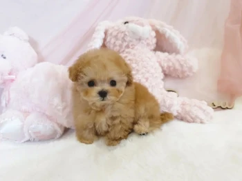 Cachorro Caniche llamado Hans- TOY Macho