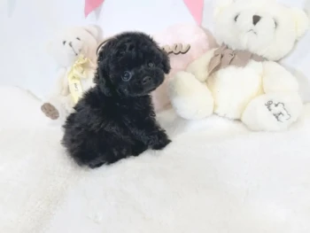 Cachorro Caniche llamado Ben – TOY Macho
