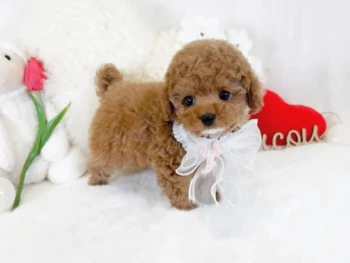 Cachorro Caniche llamado Sonia – TOY Hembra