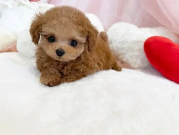 Cachorro Caniche llamado Maco – TOY Macho